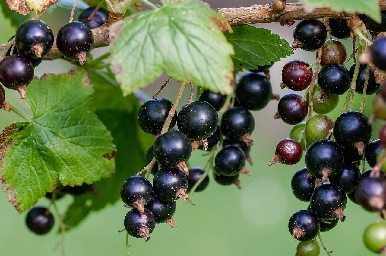 Grapes on the vine for Creatine Monohydrate Gummies ingredients