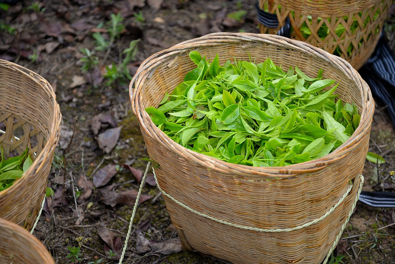 Organic tea farmed for Creatine Monohydrate Gummies